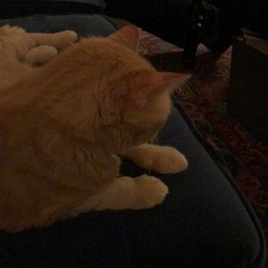 Meet your Posher, Julie